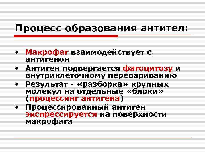 Процесс образования антител: • Макрофаг взаимодействует с антигеном • Антиген подвергается фагоцитозу и внутриклеточному