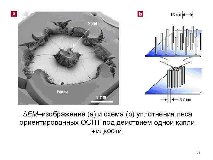 SEM–изображение (а) и схема (b) уплотнения леса ориентированных ОСНТ под действием одной капли жидкости.