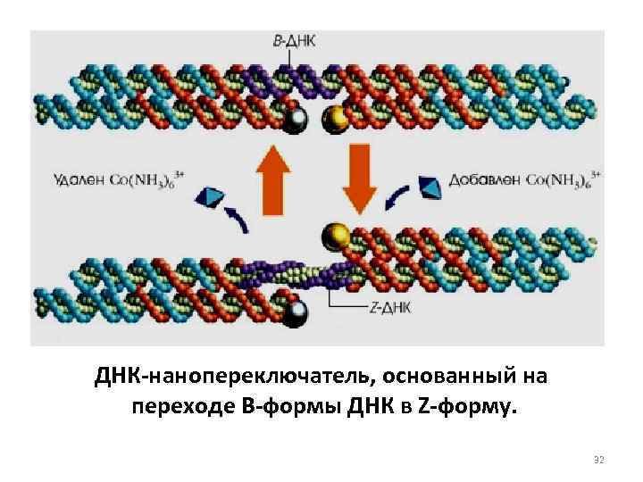 ДНК-нанопереключатель, основанный на переходе B-формы ДНК в Z-форму. 32 