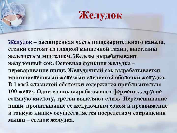 Желудок – расширенная часть пищеварительного канала, стенки состоят из гладкой мышечной ткани, выстланы железистым