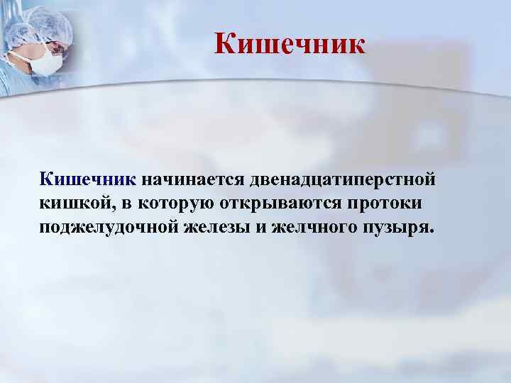 Кишечник начинается двенадцатиперстной кишкой, в которую открываются протоки поджелудочной железы и желчного пузыря. 