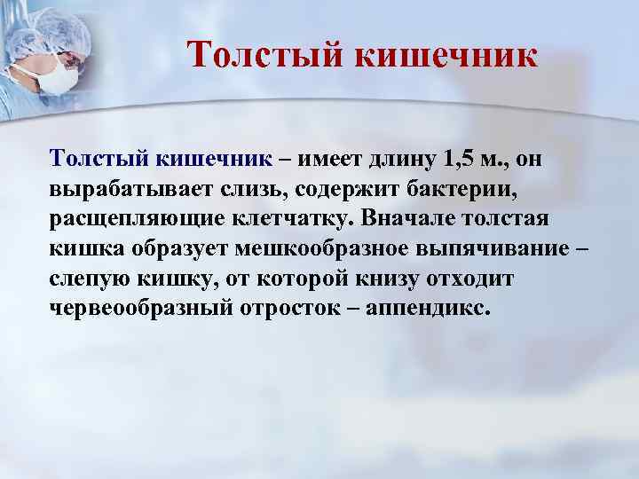 Толстый кишечник – имеет длину 1, 5 м. , он вырабатывает слизь, содержит бактерии,