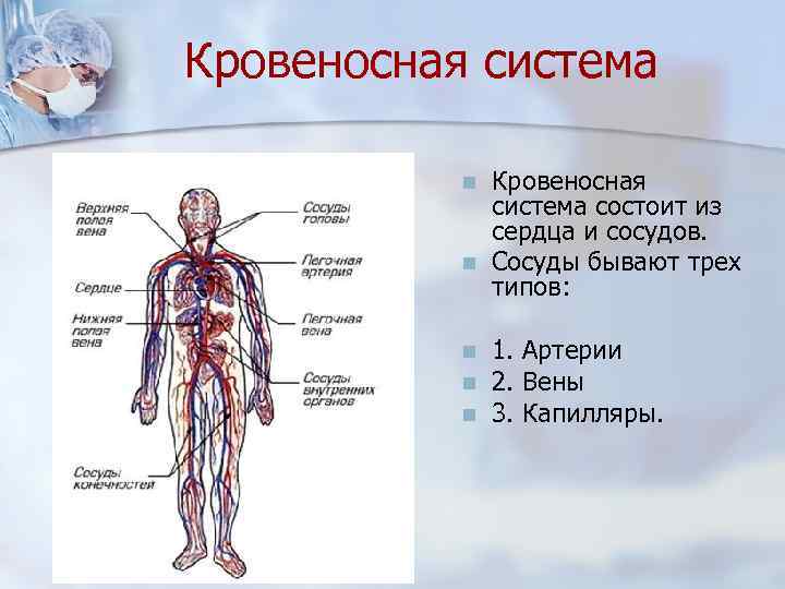 Кровеносная система n n n Кровеносная система состоит из сердца и сосудов. Сосуды бывают