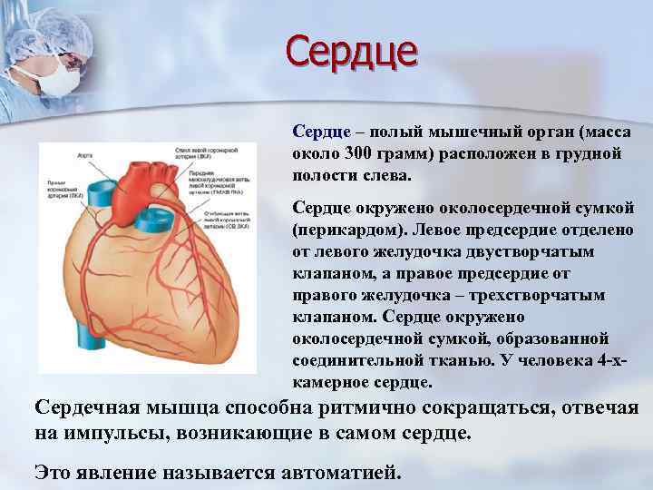 Сердце – полый мышечный орган (масса около 300 грамм) расположен в грудной полости слева.