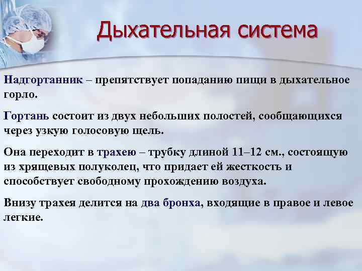 Дыхательная система Надгортанник – препятствует попаданию пищи в дыхательное горло. Гортань состоит из двух