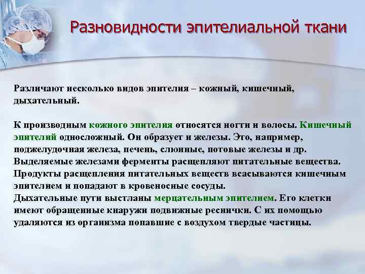 Разновидности эпителиальной ткани Различают несколько видов эпителия – кожный, кишечный, дыхательный. К производным кожного