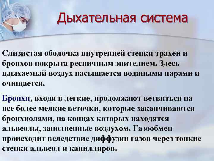 Дыхательная система Слизистая оболочка внутренней стенки трахеи и бронхов покрыта ресничным эпителием. Здесь вдыхаемый