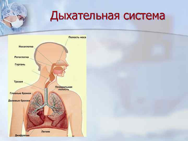 Дыхательная система 