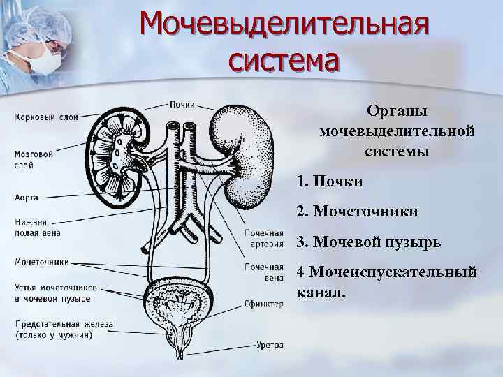 Мочевыделительная система Органы мочевыделительной системы 1. Почки 2. Мочеточники 3. Мочевой пузырь 4 Мочеиспускательный