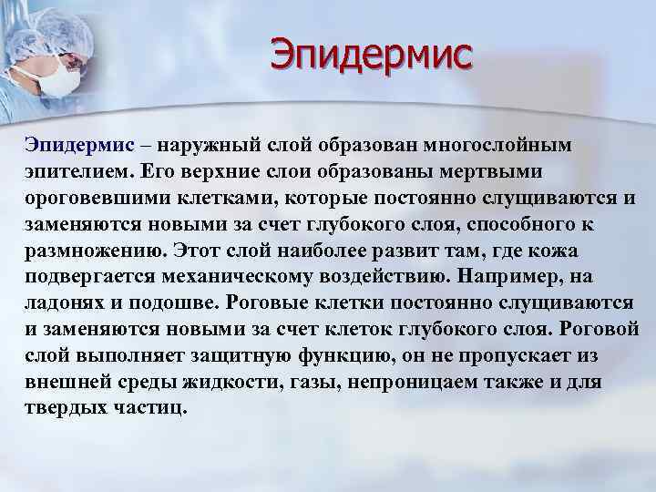 Эпидермис – наружный слой образован многослойным эпителием. Его верхние слои образованы мертвыми ороговевшими клетками,