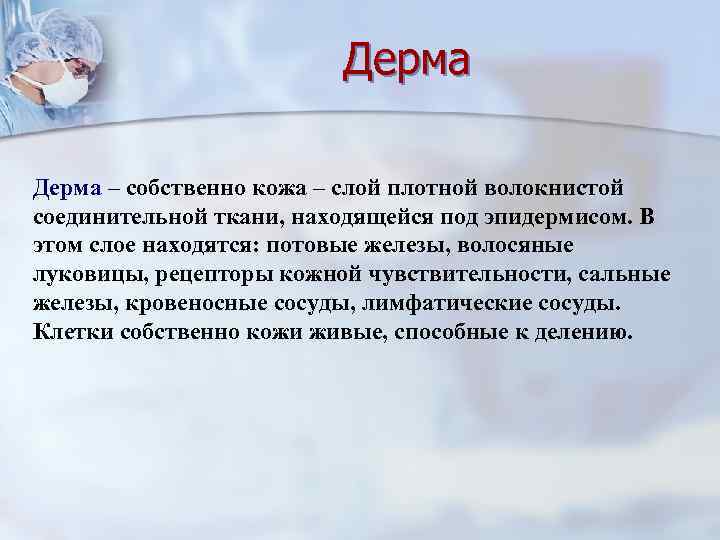 Дерма – собственно кожа – слой плотной волокнистой соединительной ткани, находящейся под эпидермисом. В