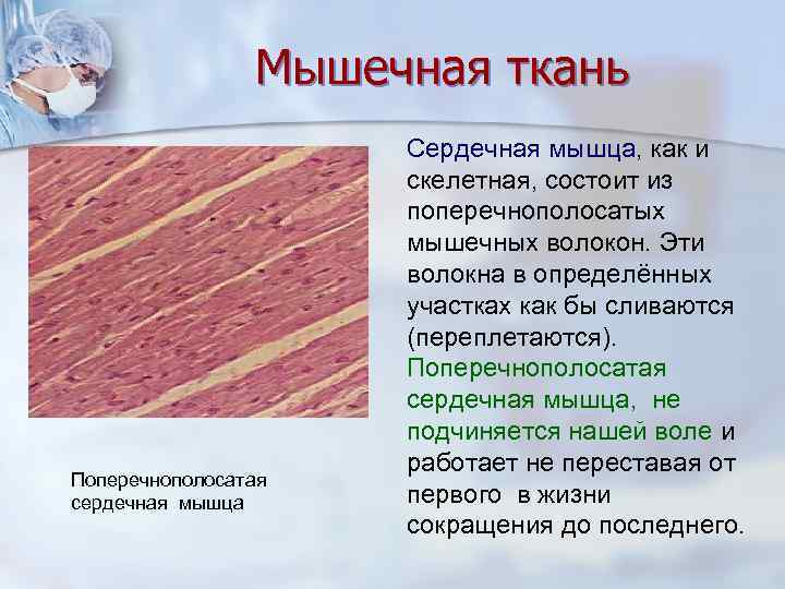 Мышечная ткань Поперечнополосатая сердечная мышца Сердечная мышца, как и скелетная, состоит из поперечнополосатых мышечных