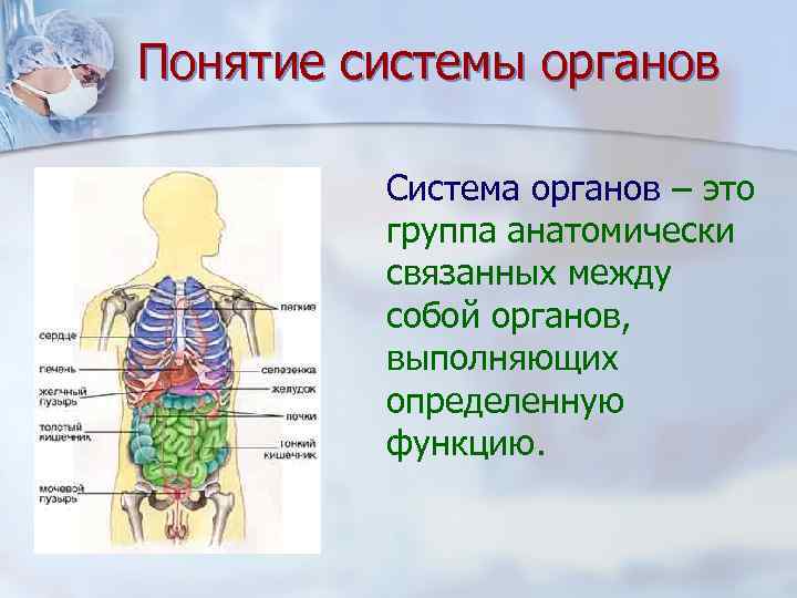 Понятие системы органов Система органов – это группа анатомически связанных между собой органов, выполняющих