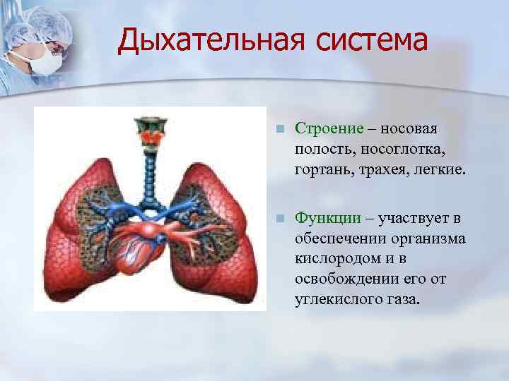 Дыхательная система n Строение – носовая полость, носоглотка, гортань, трахея, легкие. n Функции –