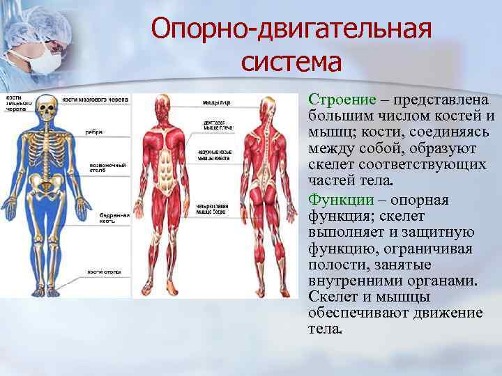 Опорно-двигательная система n n Строение – представлена большим числом костей и мышц; кости, соединяясь