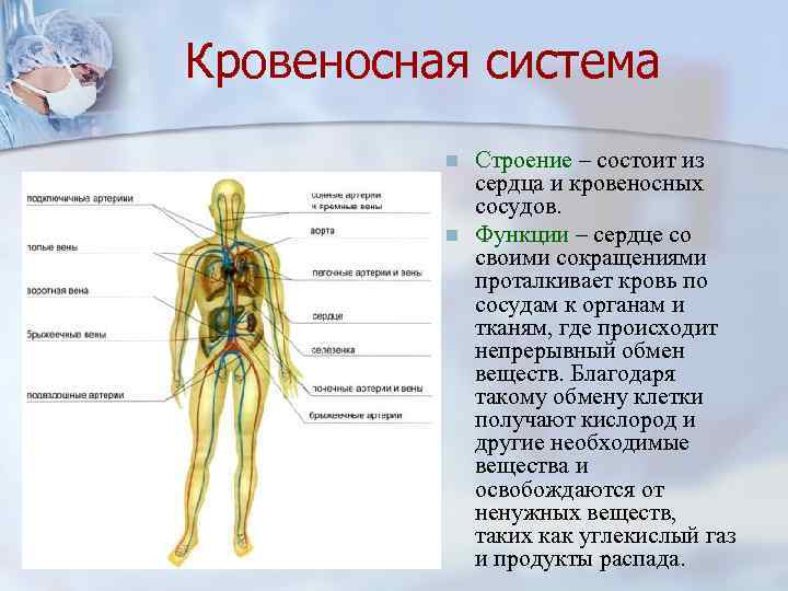 Кровеносная система n n Строение – состоит из сердца и кровеносных сосудов. Функции –