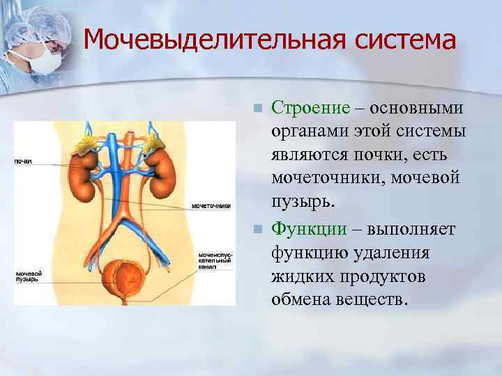 Мочевыделительная система n n Строение – основными органами этой системы являются почки, есть мочеточники,