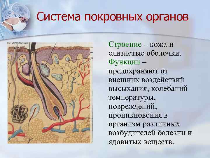 Система покровных органов Строение – кожа и слизистые оболочки. Функции – предохраняют от внешних