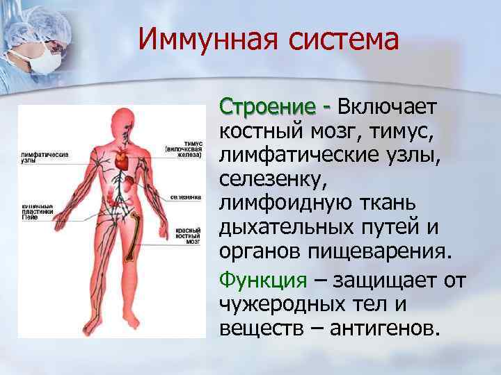 Иммунная система Строение - Включает костный мозг, тимус, лимфатические узлы, селезенку, лимфоидную ткань дыхательных