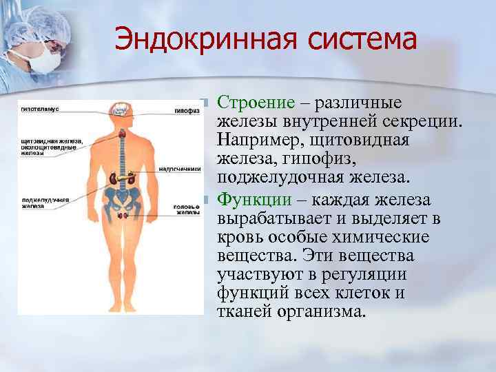 Эндокринная система n n Строение – различные железы внутренней секреции. Например, щитовидная железа, гипофиз,