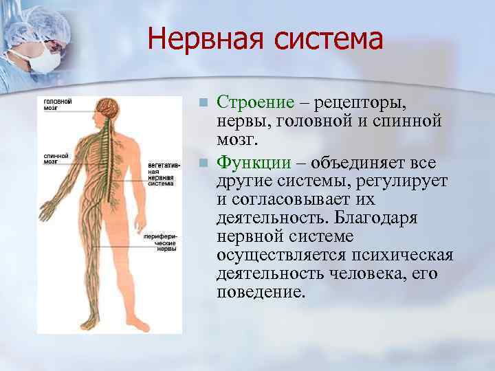 Нервная система n n Строение – рецепторы, нервы, головной и спинной мозг. Функции –