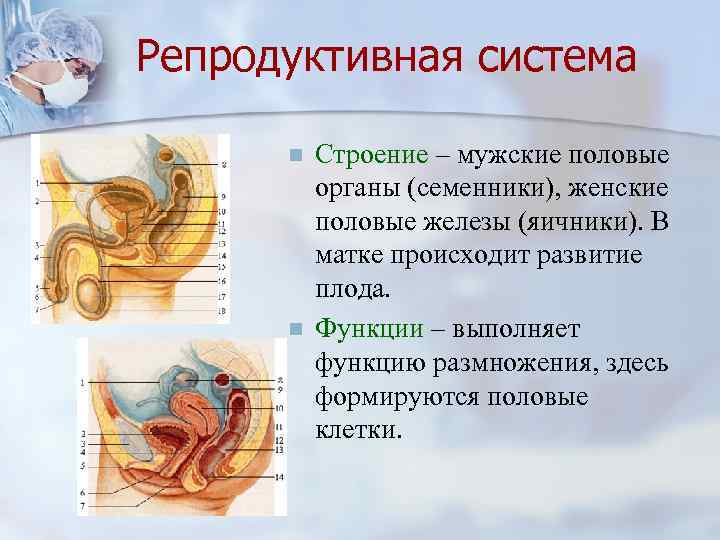 Репродуктивная система n n Строение – мужские половые органы (семенники), женские половые железы (яичники).