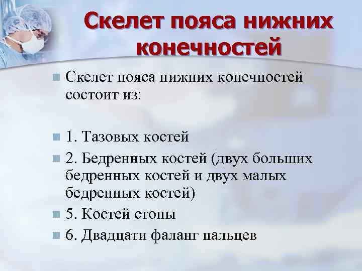 Скелет пояса нижних конечностей n Скелет пояса нижних конечностей состоит из: 1. Тазовых костей