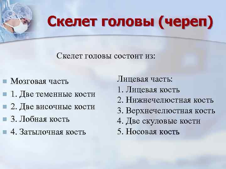 Скелет головы (череп) Скелет головы состоит из: n n n Мозговая часть 1. Две