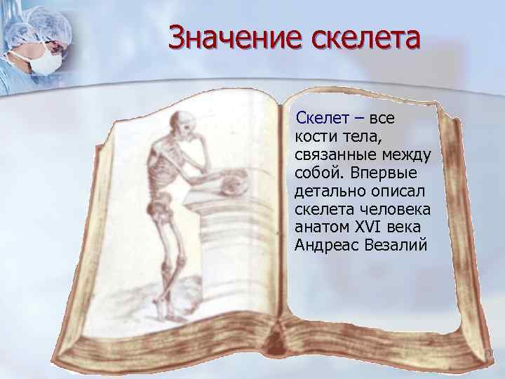 Значение скелета Скелет – все кости тела, связанные между собой. Впервые детально описал скелета