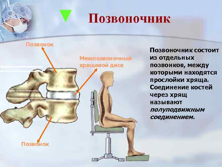 Позвоночник Позвонок Межпозвоночный хрящевой диск Позвоночник состоит из отдельных позвонков, между которыми находятся прослойки