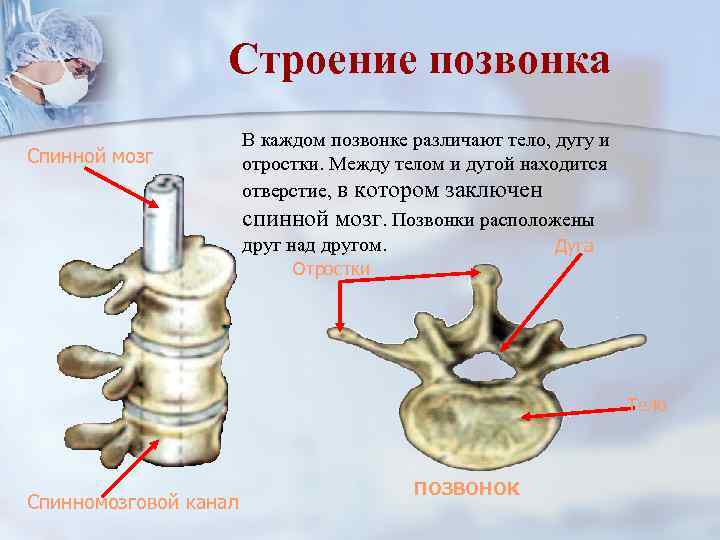 Строение позвонка Спинной мозг В каждом позвонке различают тело, дугу и отростки. Между телом