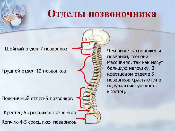 Отделы позвоночника Шейный отдел-7 позвонков Грудной отдел-12 позвонков Поясничный отдел-5 позвонков Крестец-5 сросшихся позвонков