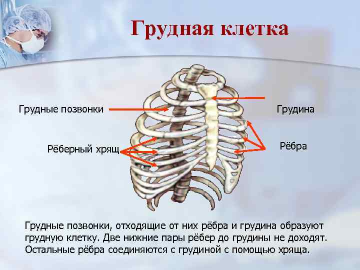 Грудная клетка Грудные позвонки Рёберный хрящ Грудина Рёбра Грудные позвонки, отходящие от них рёбра