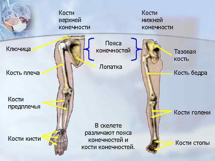 Кости верхней конечности Ключица Кость плеча Кости нижней конечности Пояса конечностей Лопатка Кости предплечья