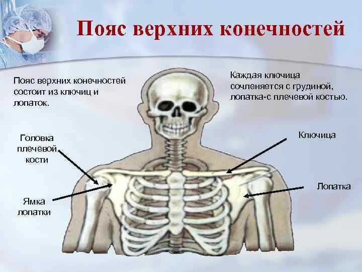 Пояс верхних конечностей состоит из ключиц и лопаток. Головка плечевой кости Каждая ключица сочленяется