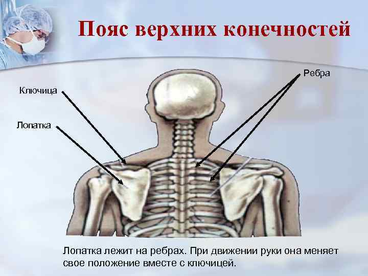 Пояс верхних конечностей Ребра Ключица Лопатка лежит на ребрах. При движении руки она меняет