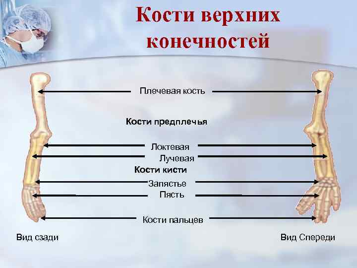 Кости верхних конечностей Плечевая кость Кости предплечья Локтевая Лучевая Кости кисти Запястье Пясть Кости