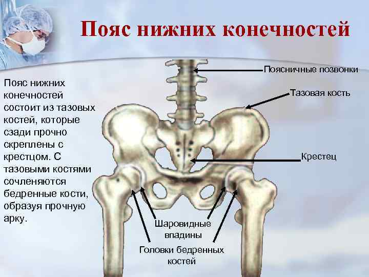 Пояс нижних конечностей Поясничные позвонки Пояс нижних конечностей состоит из тазовых костей, которые сзади