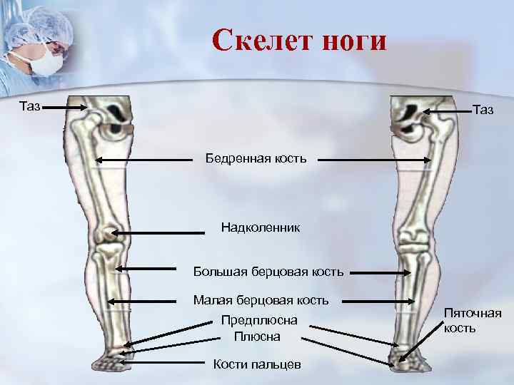 Скелет ноги Таз Бедренная кость Надколенник Большая берцовая кость Малая берцовая кость Предплюсна Плюсна