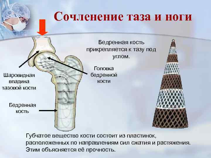 Сочленение таза и ноги Бедренная кость прикрепляется к тазу под углом. Шаровидная впадина тазовой