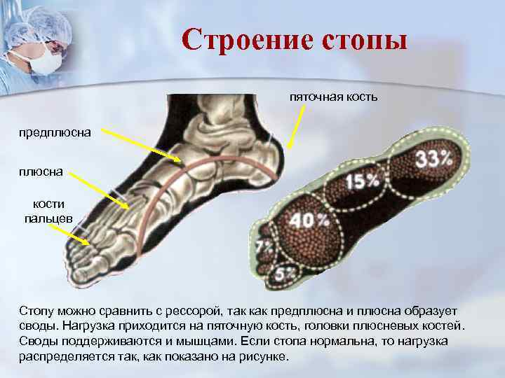 Строение стопы пяточная кость предплюсна кости пальцев Стопу можно сравнить с рессорой, так как