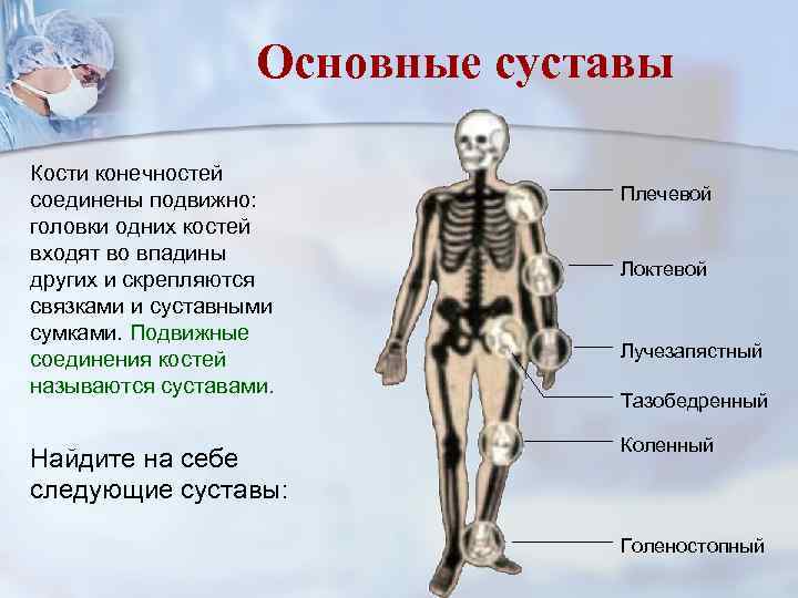 Основные суставы Кости конечностей соединены подвижно: головки одних костей входят во впадины других и