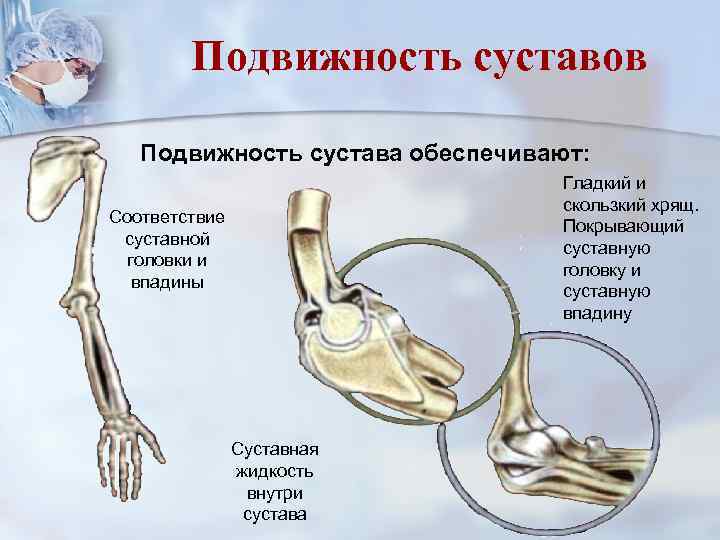 Подвижность суставов Подвижность сустава обеспечивают: Гладкий и скользкий хрящ. Покрывающий суставную головку и суставную