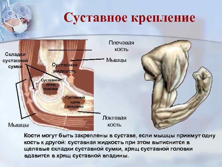 Суставное крепление Складки суставной сумки Плечевая кость Суставная жидкость Мышцы Суставной хрящ головки Суставной