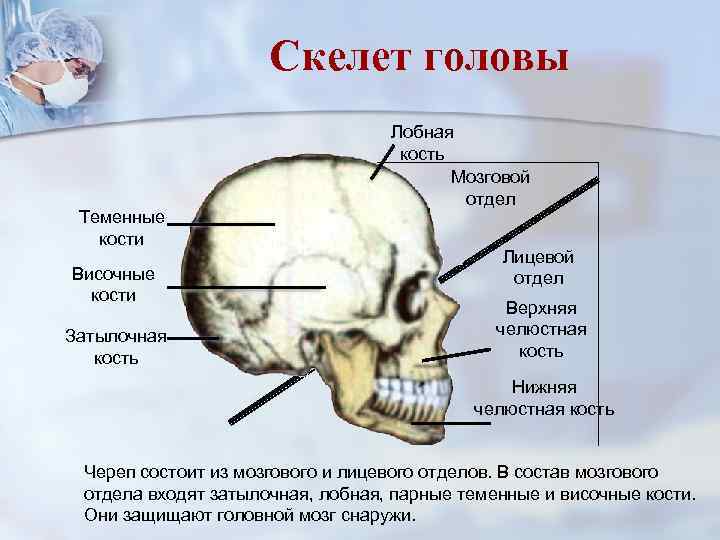 Скелет головы Теменные кости Височные кости Затылочная кость Лобная кость Мозговой отдел Лицевой отдел