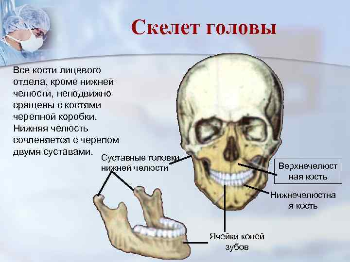 Скелет головы Все кости лицевого отдела, кроме нижней челюсти, неподвижно сращены с костями черепной