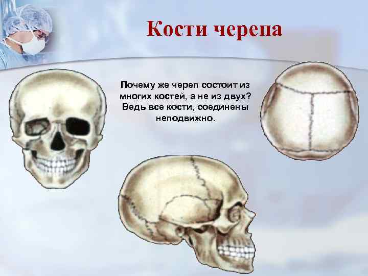 Кости черепа Почему же череп состоит из многих костей, а не из двух? Ведь