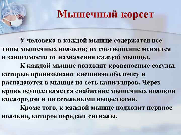 Мышечный корсет У человека в каждой мышце содержатся все типы мышечных волокон; их соотношение