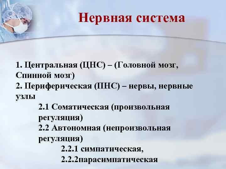 Нервная система 1. Центральная (ЦНС) – (Головной мозг, Спинной мозг) 2. Периферическая (ПНС) –