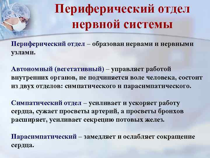 Периферический отдел нервной системы Периферический отдел – образован нервами и нервными узлами. Автономный (вегетативный)